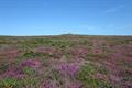 Carn Kenidjack Photo