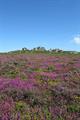 Carn Kenidjack Photo