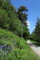 Deerpark Photo