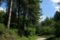 Deerpark Photo