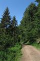 Eggesford Forest 10Photo Eggesford Forest Photo