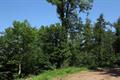 Eggesford Forest 14Photo Eggesford Forest Photo